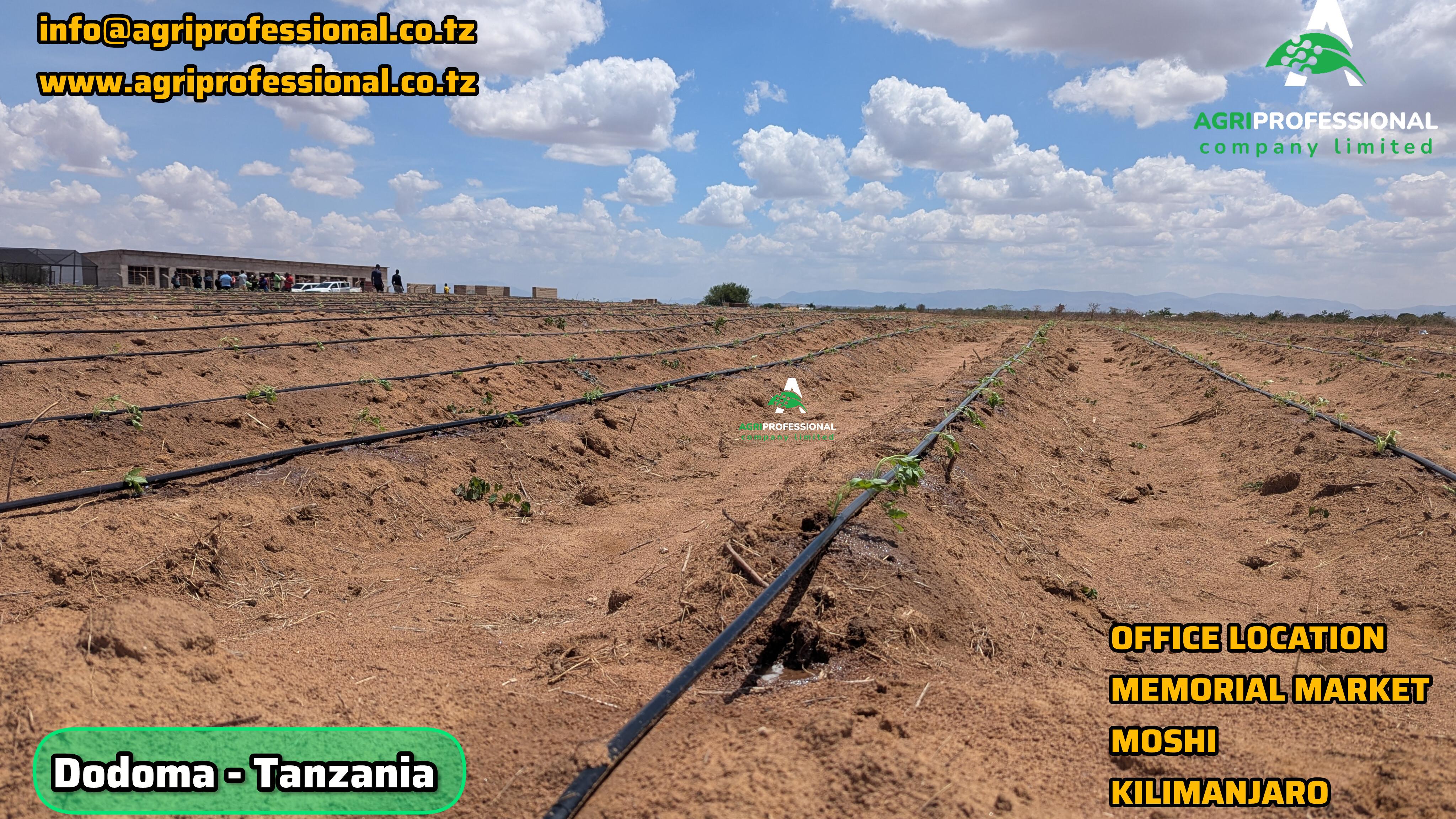 DODOMA - TANZANIA(NDALIBO - 03).jpg